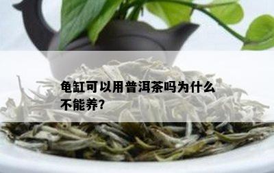 龟缸可以用普洱茶吗为什么不能养？