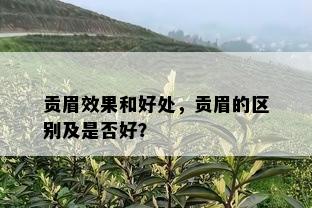 贡眉效果和好处，贡眉的区别及是否好？