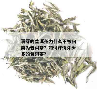 满芽的普洱茶为什么不被归类为普洱茶？如何评价芽头多的普洱茶？