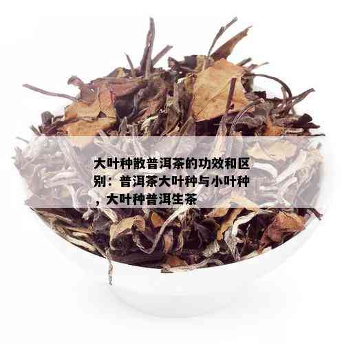 大叶种散普洱茶的功效和区别：普洱茶大叶种与小叶种，大叶种普洱生茶