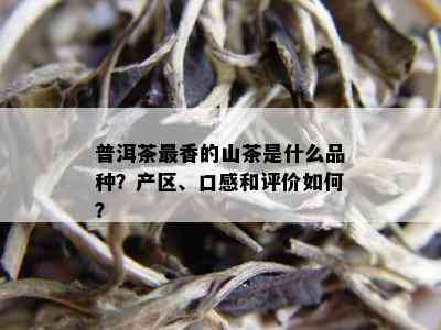 普洱茶最香的山茶是什么品种？产区、口感和评价如何？