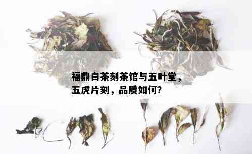 福鼎白茶刻茶馆与五叶堂，五虎片刻，品质如何？