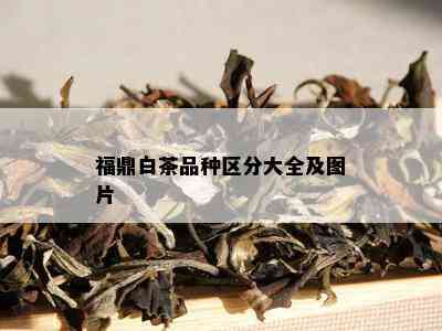 福鼎白茶品种区分大全及图片