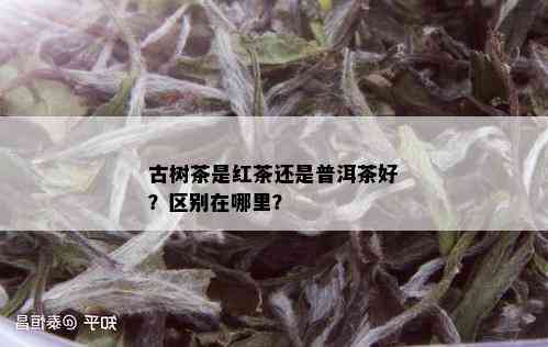 古树茶是红茶还是普洱茶好？区别在哪里？