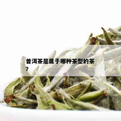 普洱茶是属于哪种茶型的茶？