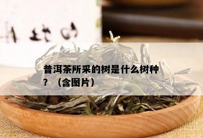 普洱茶所采的树是什么树种？（含图片）