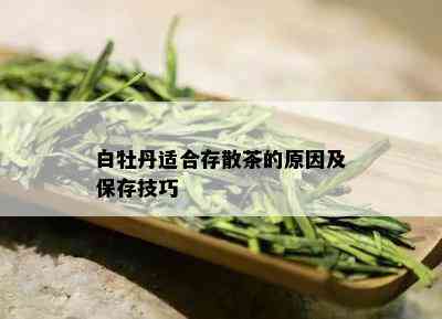 白牡丹适合存散茶的原因及保存技巧