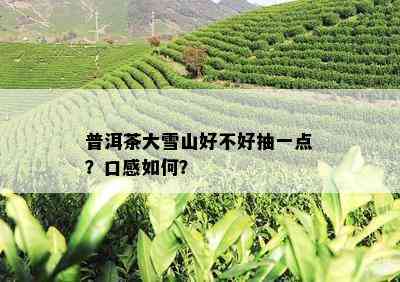 普洱茶大雪山好不好抽一点？口感如何？