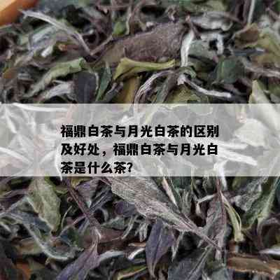 福鼎白茶与月光白茶的区别及好处，福鼎白茶与月光白茶是什么茶？