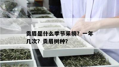 贡眉是什么季节采摘？一年几次？贡眉树种？