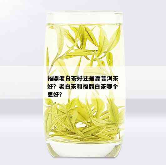 福鼎老白茶好还是靠普洱茶好？老白茶和福鼎白茶哪个更好？