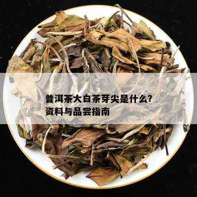 普洱茶大白茶芽尖是什么？资料与品尝指南