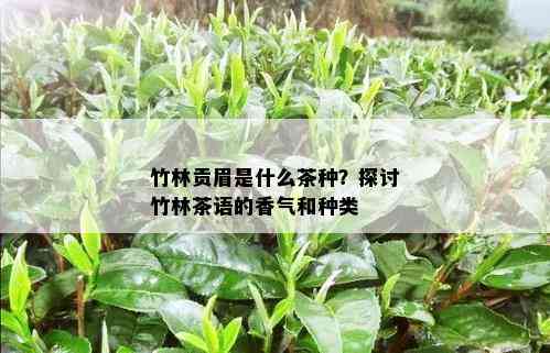 竹林贡眉是什么茶种？探讨竹林茶语的香气和种类