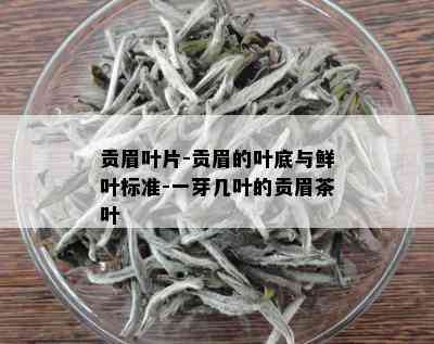 贡眉叶片-贡眉的叶底与鲜叶标准-一芽几叶的贡眉茶叶