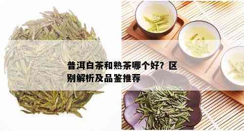 普洱白茶和熟茶哪个好？区别解析及品鉴推荐