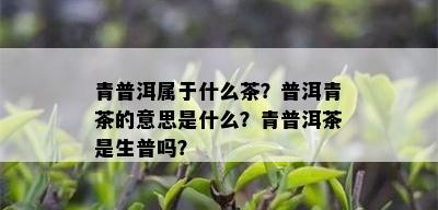 青普洱属于什么茶？普洱青茶的意思是什么？青普洱茶是生普吗？