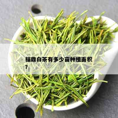 福鼎白茶有多少亩种植面积？