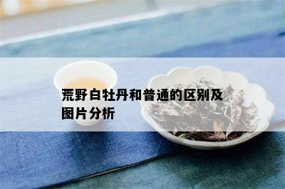 荒野白牡丹和普通的区别及图片分析