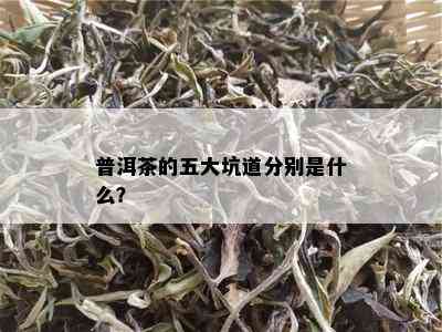 普洱茶的五大坑道分别是什么？