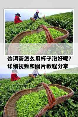 普洱茶怎么用杯子泡好呢？详细视频和图片教程分享