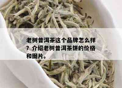 老树普洱茶这个品牌怎么样？介绍老树普洱茶饼的价格和图片。