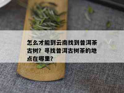 怎么才能到云南找到普洱茶古树？寻找普洱古树茶的地点在哪里？