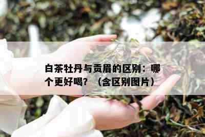 白茶牡丹与贡眉的区别：哪个更好喝？（含区别图片）