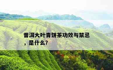 普洱大叶青饼茶功效与禁忌，是什么？