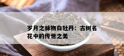 岁月之脉物白牡丹：古树名花中的传世之美