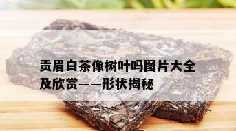 贡眉白茶像树叶吗图片大全及欣赏——形状揭秘