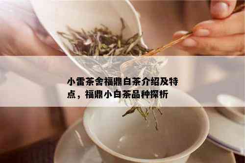 小雷茶舍福鼎白茶介绍及特点，福鼎小白茶品种探析