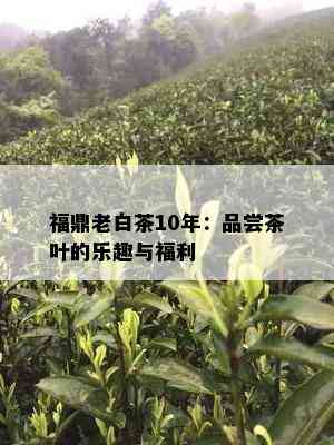 福鼎老白茶10年：品尝茶叶的乐趣与福利