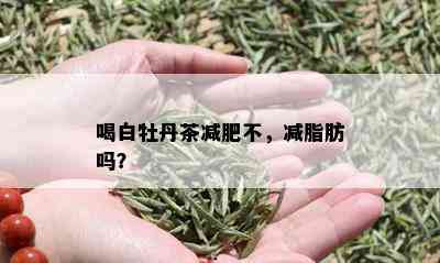 喝白牡丹茶减肥不，减脂肪吗？