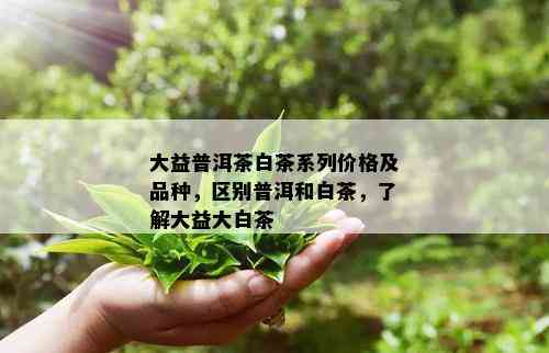 大益普洱茶白茶系列价格及品种，区别普洱和白茶，了解大益大白茶