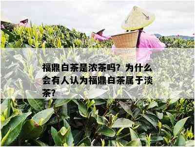 福鼎白茶是浓茶吗？为什么会有人认为福鼎白茶属于淡茶？