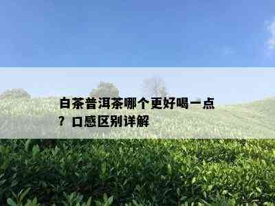 白茶普洱茶哪个更好喝一点？口感区别详解