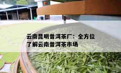 云南昆明普洱茶厂：全方位了解云南普洱茶市场