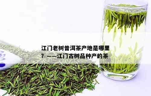 江门老树普洱茶产地是哪里？——江门古树品种产的茶