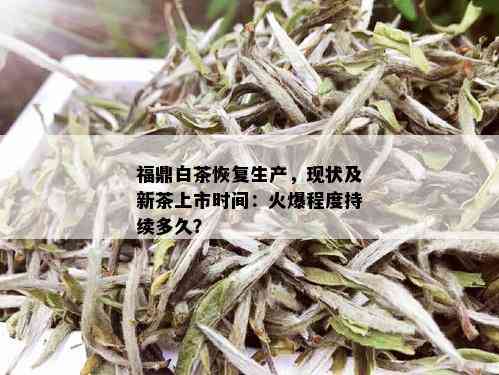 福鼎白茶恢复生产，现状及新茶上市时间：火爆程度持续多久？