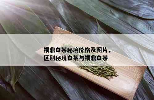 福鼎白茶秘境价格及图片，区别秘境白茶与福鼎白茶