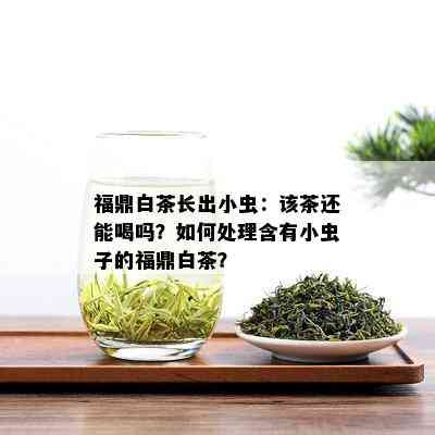 福鼎白茶长出小虫：该茶还能喝吗？如何处理含有小虫子的福鼎白茶？