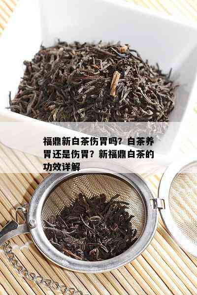 福鼎新白茶伤胃吗？白茶养胃还是伤胃？新福鼎白茶的功效详解