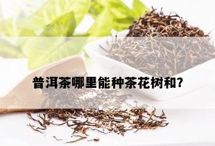 普洱茶哪里能种茶花树和？