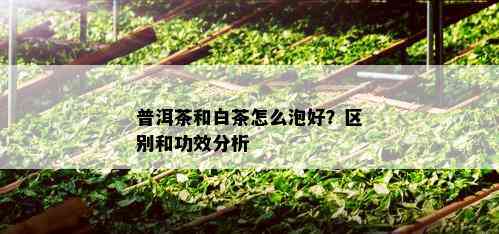 普洱茶和白茶怎么泡好？区别和功效分析