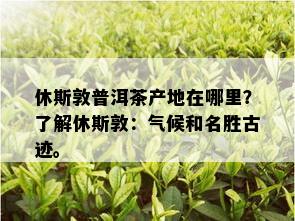 休斯敦普洱茶产地在哪里？了解休斯敦：气候和名胜古迹。