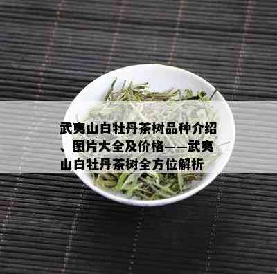 武夷山白牡丹茶树品种介绍、图片大全及价格——武夷山白牡丹茶树全方位解析