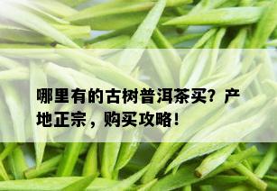 哪里有的古树普洱茶买？产地正宗，购买攻略！