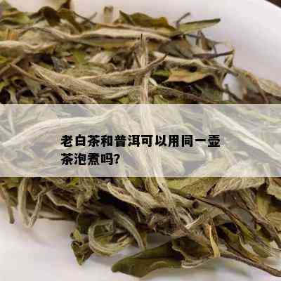 老白茶和普洱可以用同一壶茶泡煮吗？