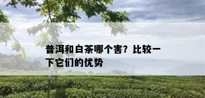 普洱和白茶哪个害？比较一下它们的优势