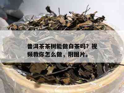 普洱茶茶树能做白茶吗？视频教你怎么做，附图片。